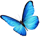 Samoa-notebook-vlinder-2